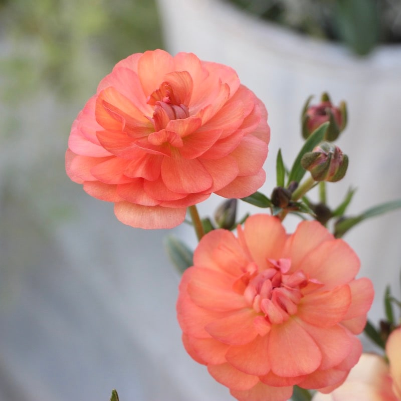 画像(最後の6枚)の現品2点限り☆レア色!!ラナンキュラス・ラックス