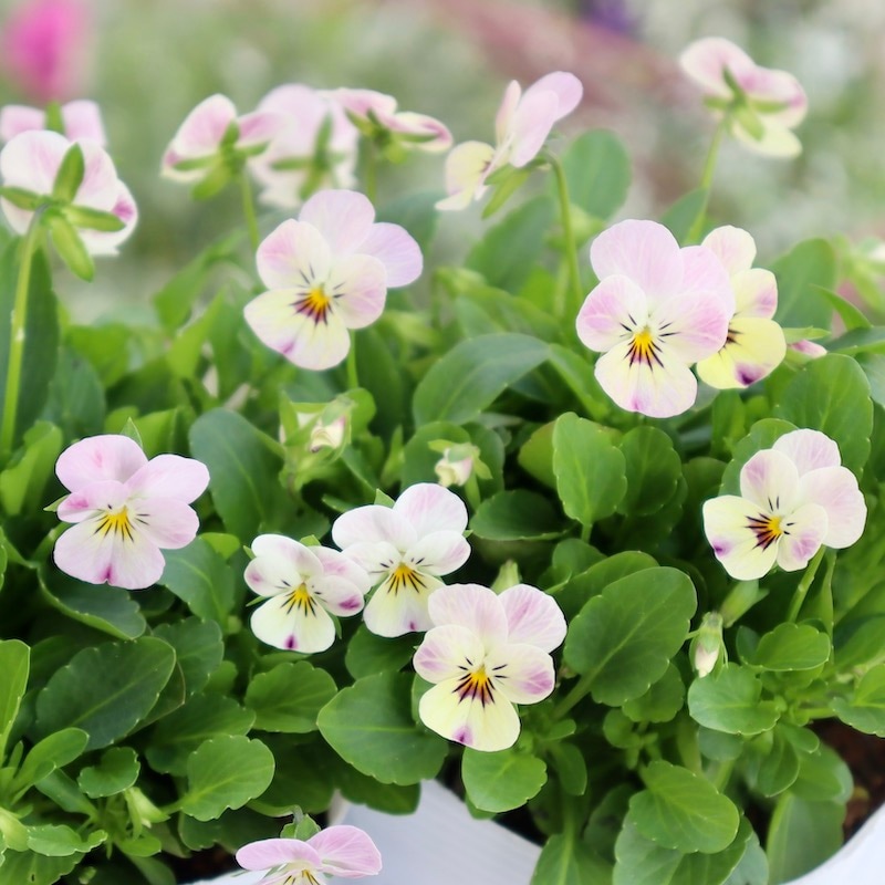 フラワーハーツさんの小輪ビオラ・ビオレッタ「マーブルフラミンゴ」2番