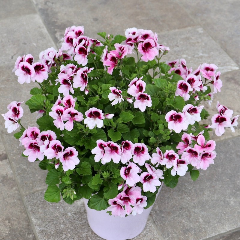 40㎝ White ♫お庭のアクセントに〜♫ 40㎝ White ♫お庭のアクセントに〜♫