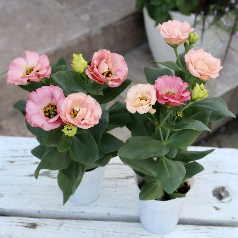 トルコキキョウ「小夏オレンジ」(2.5号ロングポット)