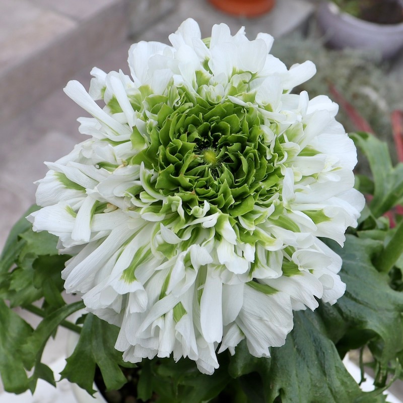 レア品種☆画像の現品!! 大輪ラナンキュラス・ポンポンシリーズ