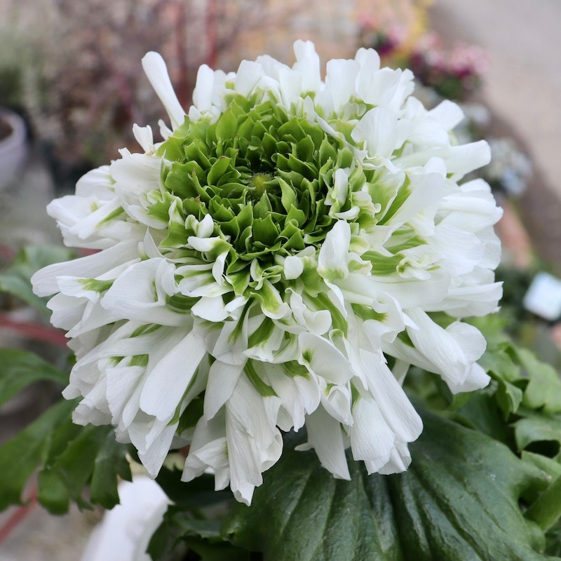 レア品種☆画像の現品!! 大輪ラナンキュラス・ポンポンシリーズ