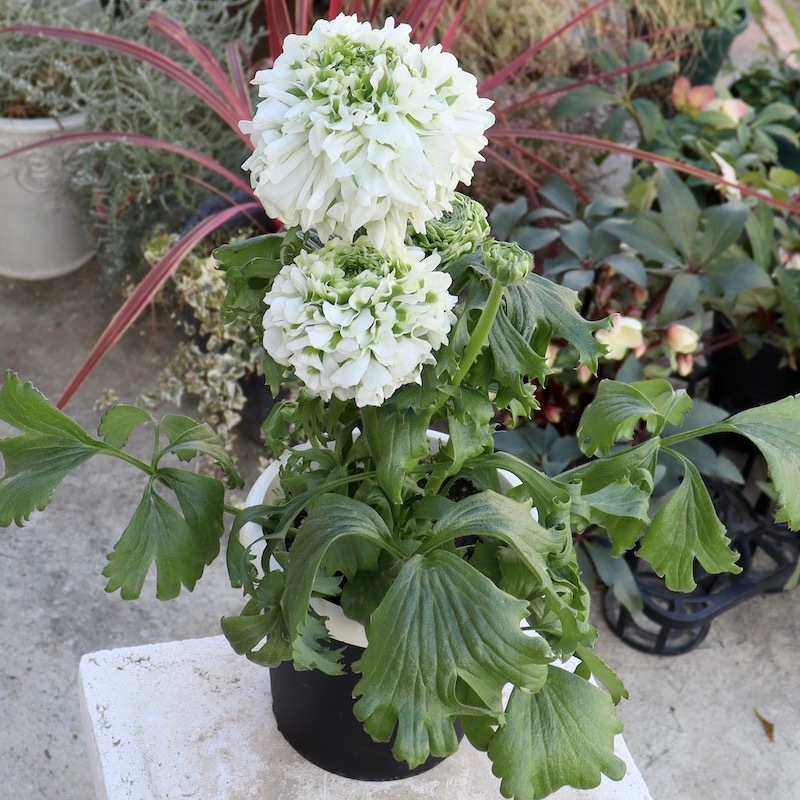 花苗セット】②ラナンキュラス ポンポン ハーマイオニー イグルー 4号2