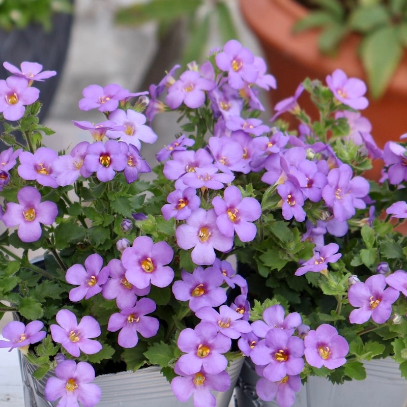 1_000000007029.jpg?1744014605