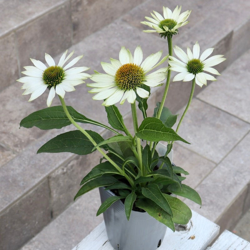 夏だから植え替え、アラマンダの苗木　当店一推し　成長早く夏から晩秋まで咲き続ける 夏植だから植え替えアラマンダの苗木 当店一推し 成長早く夏から晩秋