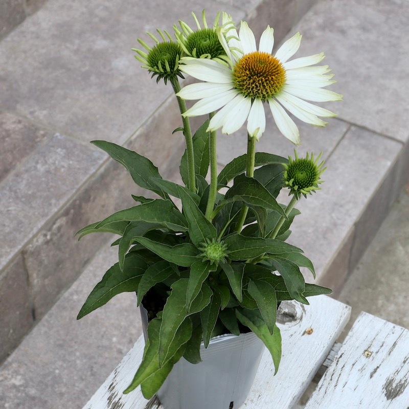 おすすめ特大株☆夏から秋咲き多年草☆エキナセア☆2番(3.5号ロングポット)
