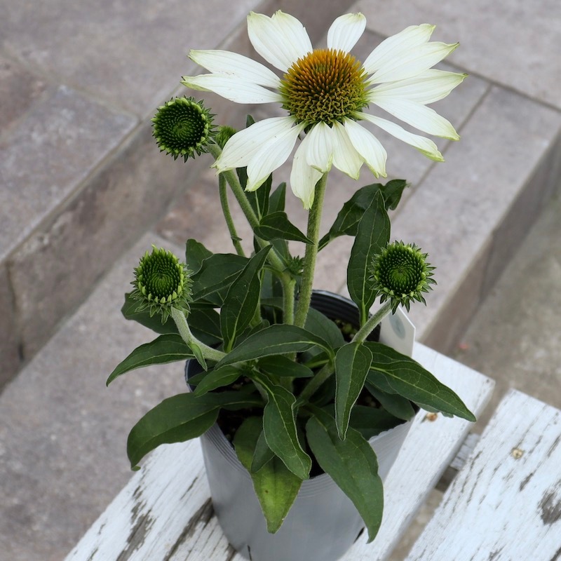 【専用】エキナセア2ポット おすすめ特大株☆夏から秋咲き多年草☆エキナセア☆2番(3.5号ロングポット)