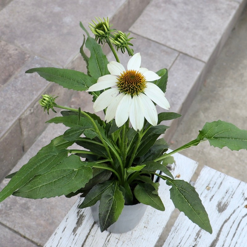 【専用】エキナセア2ポット おすすめ特大株☆夏から秋咲き多年草☆エキナセア☆2番(3.5号ロングポット)