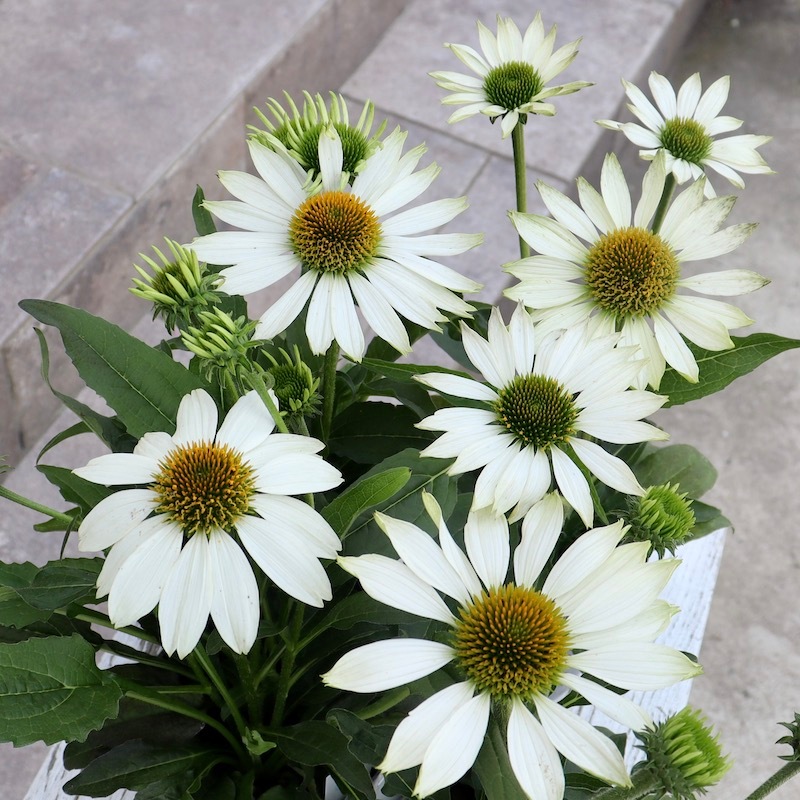 【専用】エキナセア2ポット 21_000000007429.jpg?1717772016