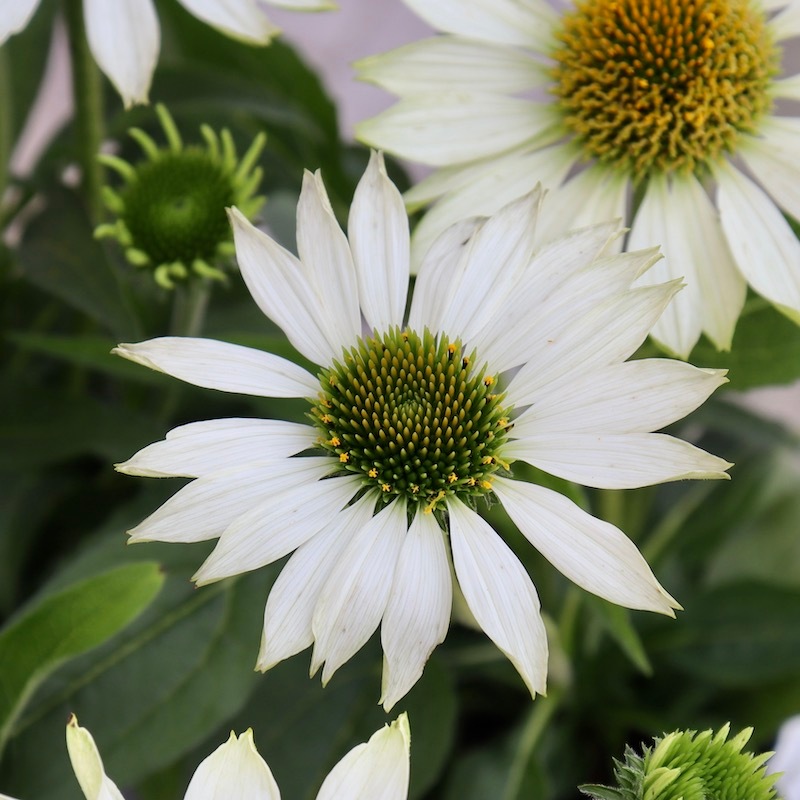 おすすめ特大株☆夏から秋咲き多年草☆エキナセア☆2番(3.5号ロングポット)
