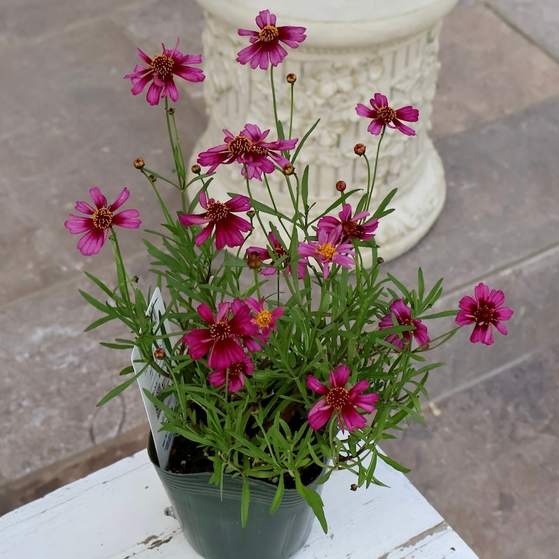 ゲブラさんの2025年秋新品種☆コレオプシス・タンゴレユール