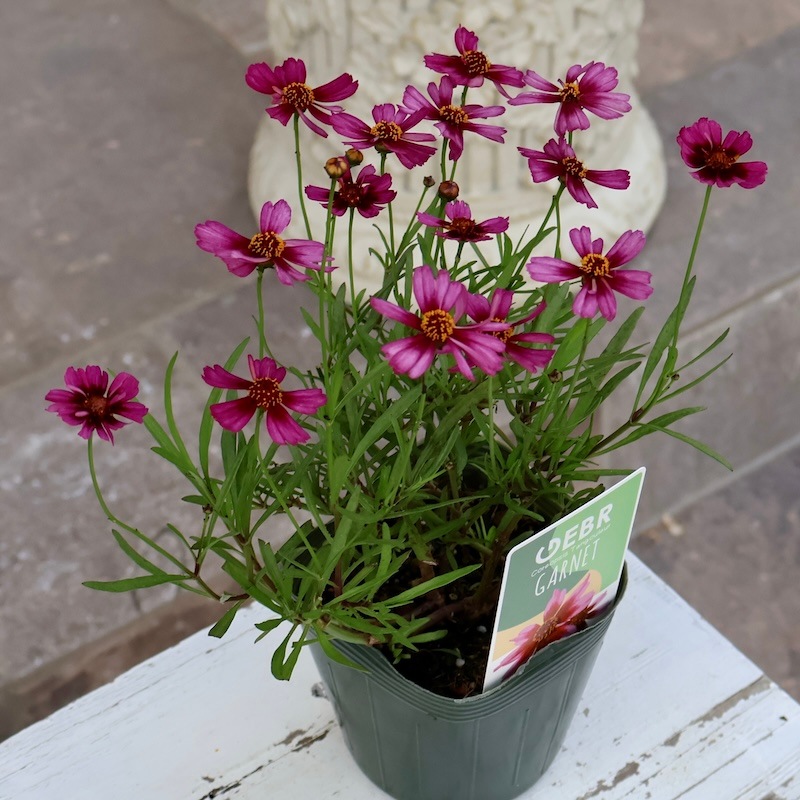 ゲブラさんの2025年秋新品種☆コレオプシス・タンゴレユール