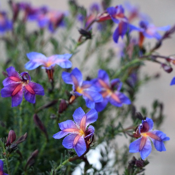 3.5号鉢】初恋草「バイオレット・レナ」