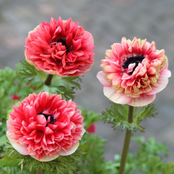 アネモネ・オーロラ「ホワイト&レッド」(大ポット)