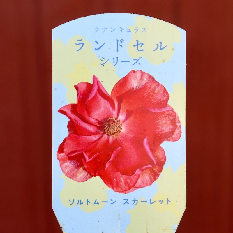 画像の現品いずれか》ラナンキュラス・ランドセル「ソルトムーン
