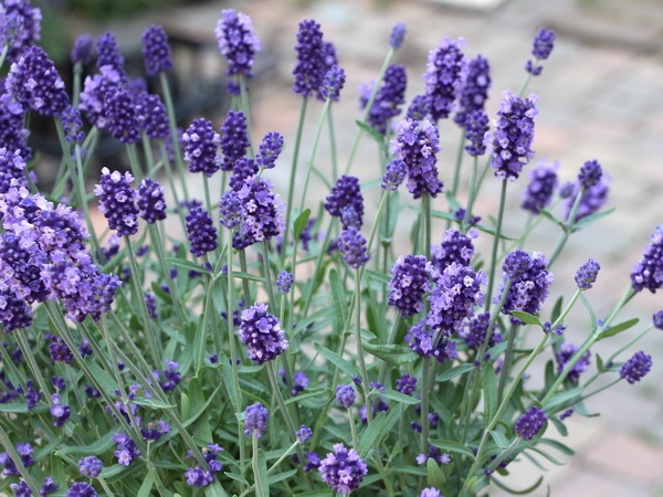 四季咲きイングリッシュラベンダー センティヴィアブルー 3 5号ロングポット