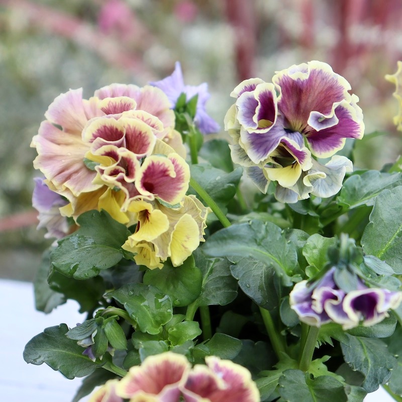 画像の現品1点限り☆Rガーデンさんのアンティークフリルパンジー