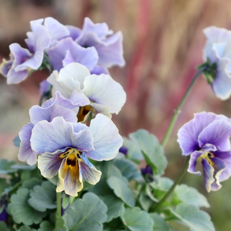 幸せを導く ラピスラズリ 手彫り花 8.5㍉ サイズ15.5㌢ 天然石 ラピスラズリ ハートブリオレットカット ＜ アクセサリーパーツ
