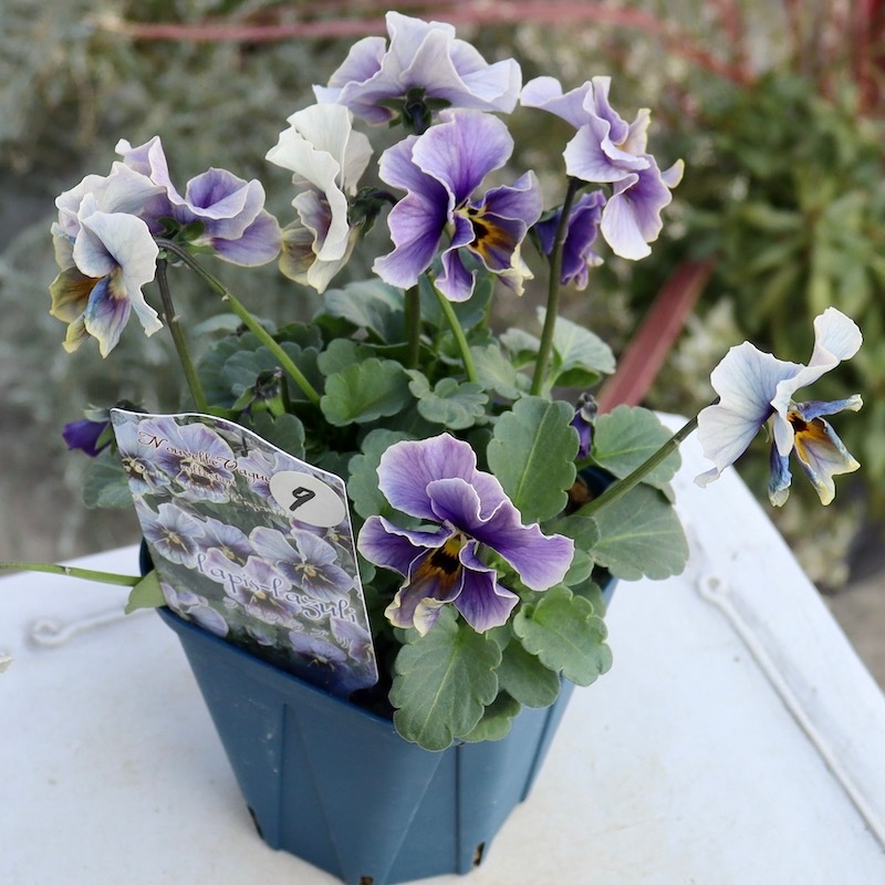 画像で花色を選べる!!サトウ園芸さんのビオラ・ヌーヴェルヴァーグ