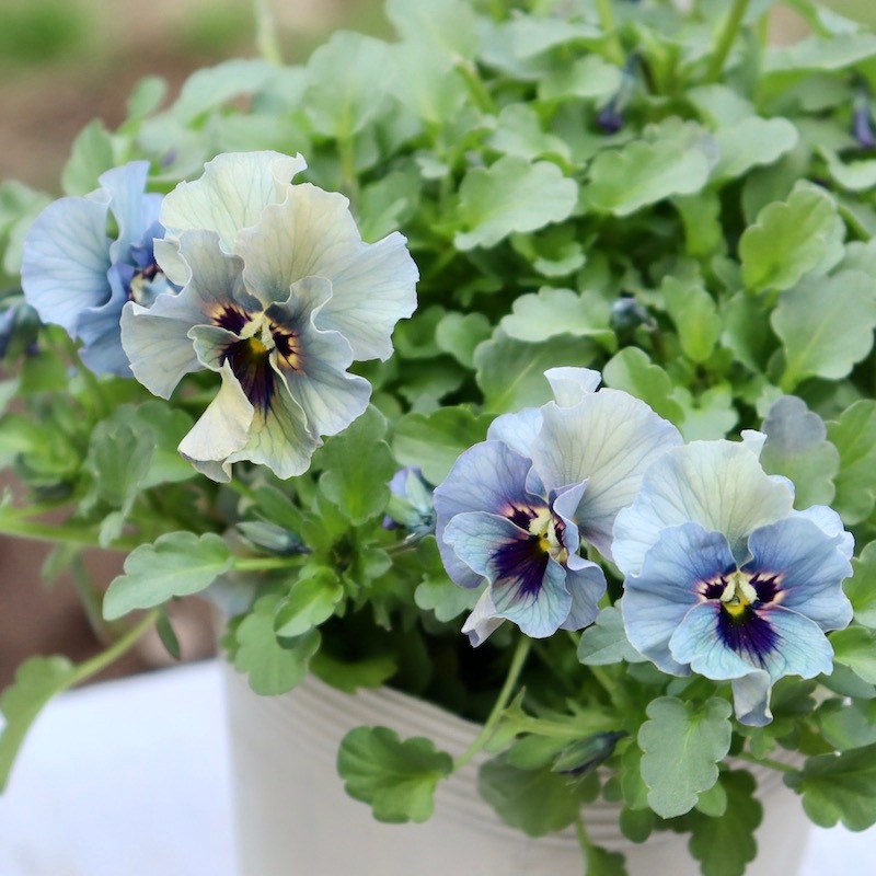 特大☆画像とほぼ同じ花!! 石川園芸さんのビオラ「レディ」スペシャル