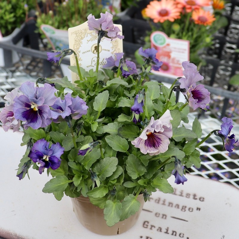 画像の現品!! 石川園芸さんのビオラ「レディ」＜23-27＞