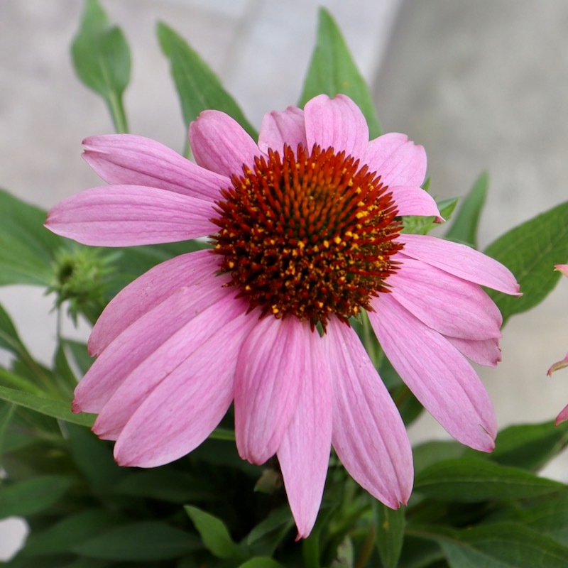 画像と同等品!!1株限り☆夏から秋咲き多年草☆エキナセア☆3番(3.5号