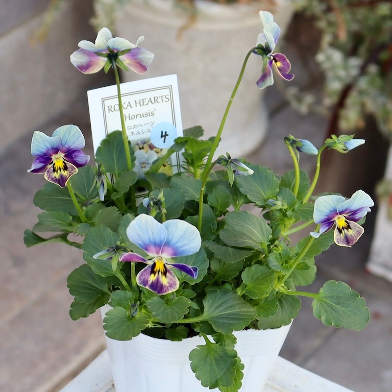 画像の現品1点限り!! ロカハーツ「ホルシス」激レアな＜4番＞