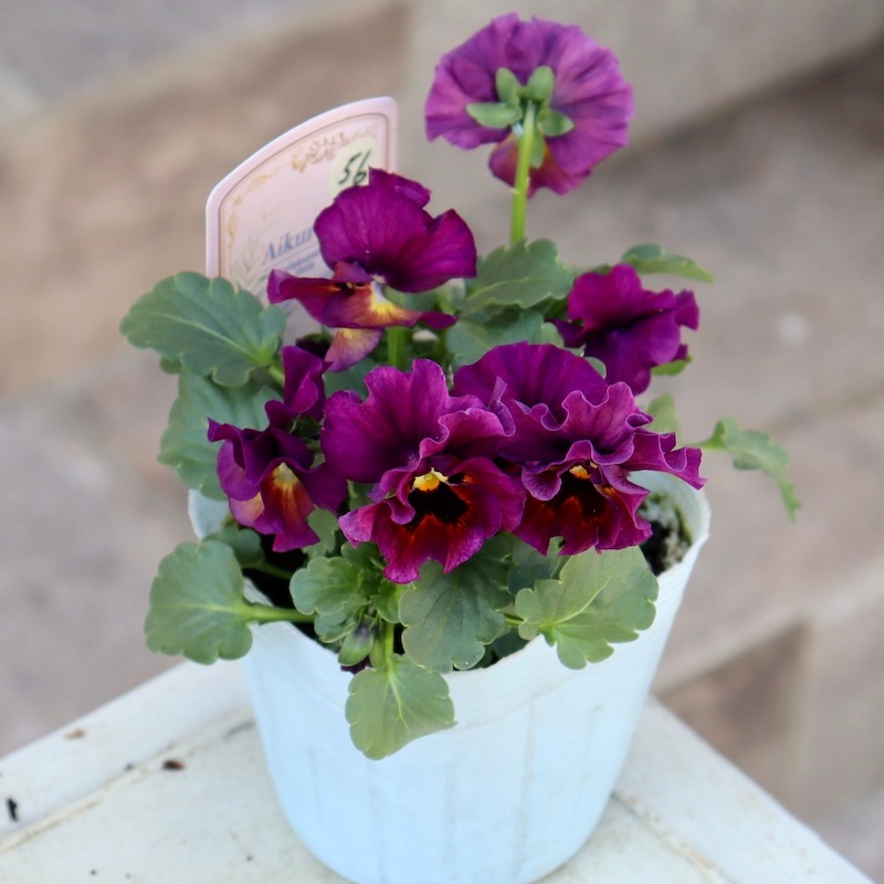 画像の現品1点限り!!桐生ふぁ~む×花日和さんのビオラ「アイクルール