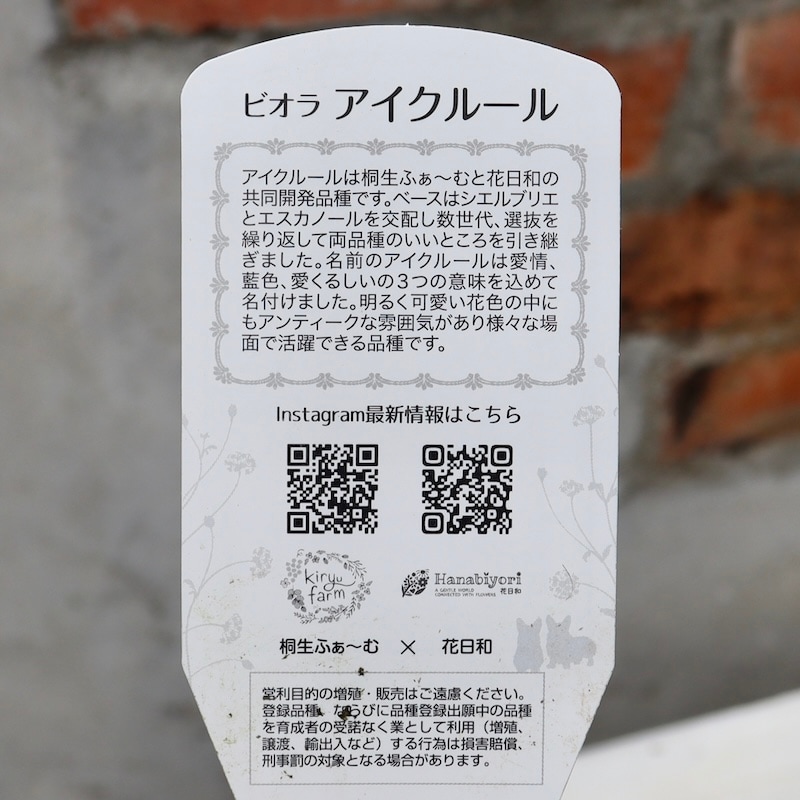 画像の現品1点限り!!桐生ふぁ~む×花日和さんのビオラ「アイクルール