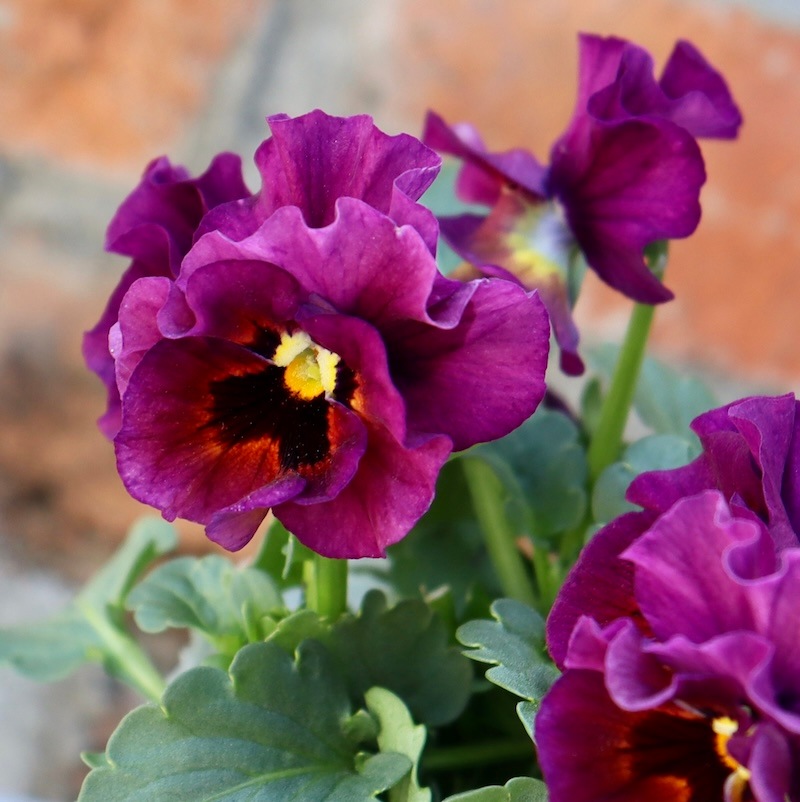 画像の現品1点限り!!桐生ふぁ~む×花日和さんのビオラ「アイクルール