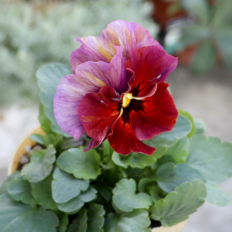 画像の現品1点限り!!アイデアルフラワー・大牟田さんのビオラevolve