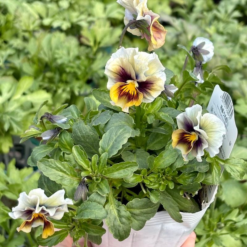 希少色☆画像で色を選べる!!うえたパンジー「マシェリマダム」＜65番＞