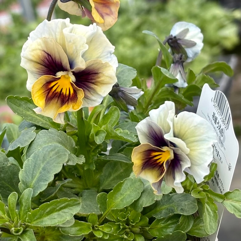 希少色☆画像で色を選べる!!うえたパンジー「マシェリマダム」＜65番＞