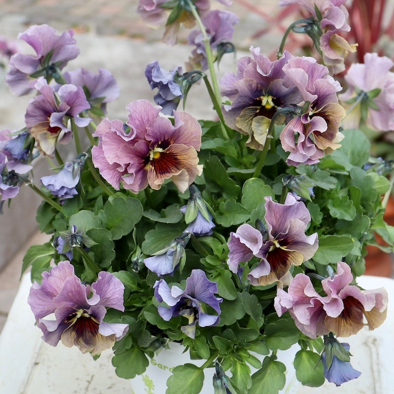 特大☆画像の現品1点限り!! 石川園芸さんのビオラ「レディ」スペシャル