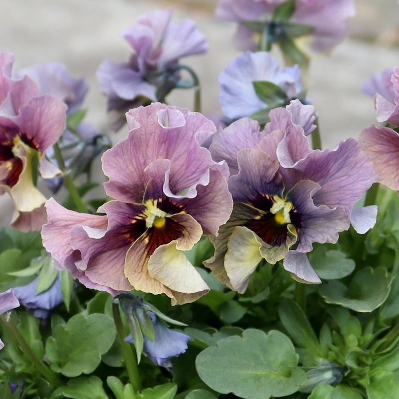 特大☆画像の現品1点限り!! 石川園芸さんのビオラ「レディ」スペシャル