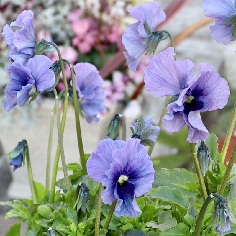 特大☆画像の現品1点限り!! 石川園芸さんのビオラ「レディ」スペシャル
