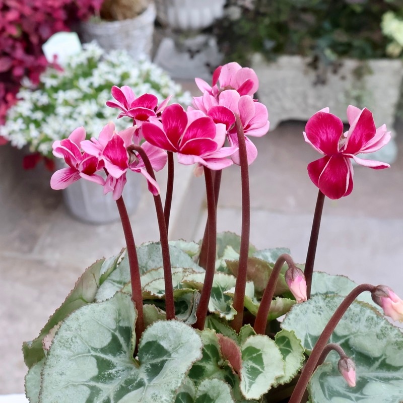 画像の現品☆八重咲きミニシクラメン「メルシー(フェアリーピコ)」＜9＞