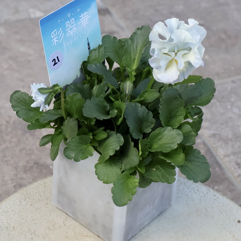 現品1点限り☆2025年NEWの希少品種☆フリルパンジー「彩翠華(さい