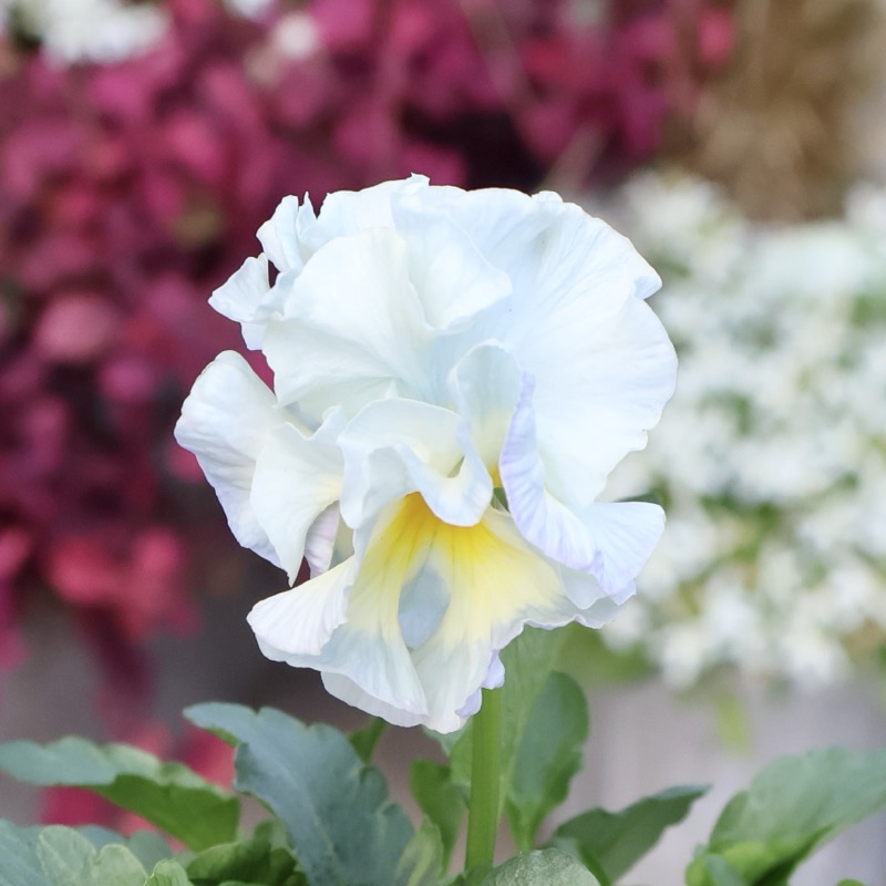 現品1点限り☆2025年NEWの希少品種☆フリルパンジー「彩翠華(さい