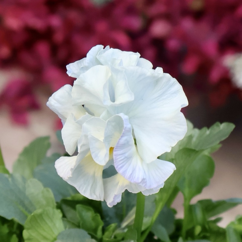 現品1点限り☆2025年NEWの希少品種☆フリルパンジー「彩翠華(さい