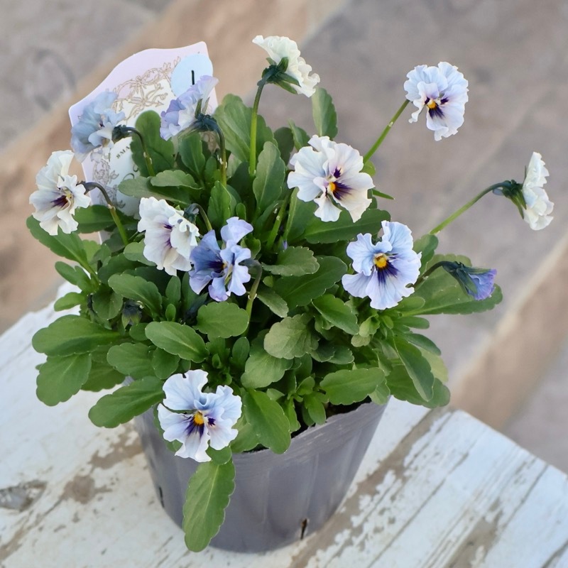 画像の現品1点限り☆石川園芸さんの小輪ビオラ「マイガール」1番