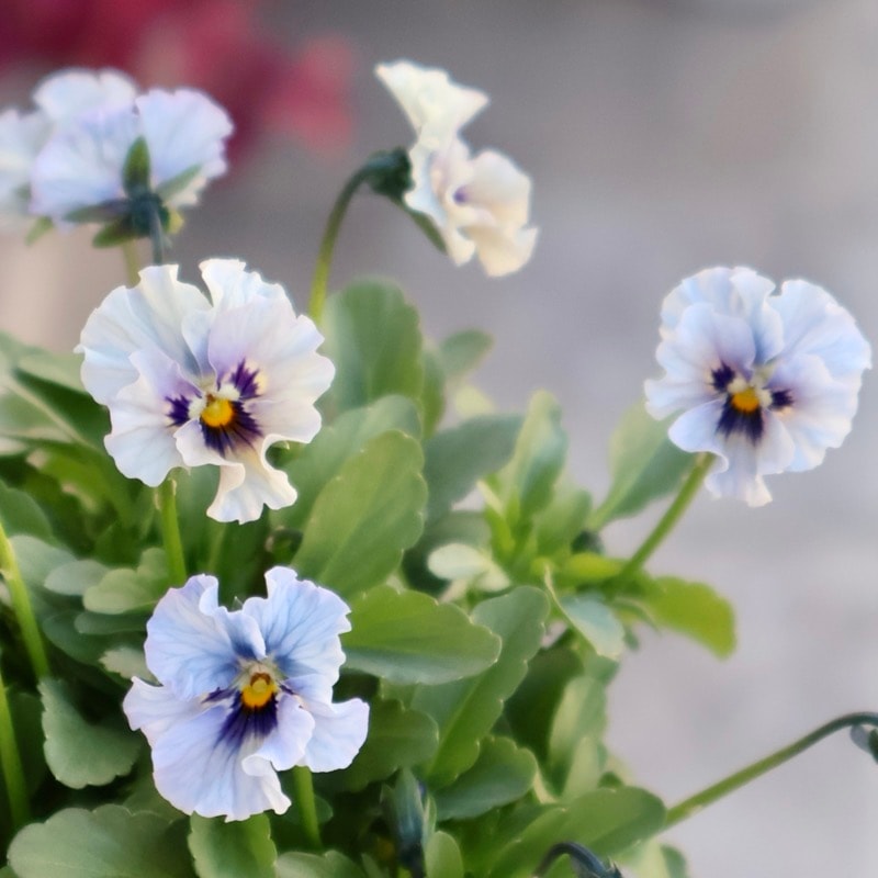 画像の現品1点限り☆石川園芸さんの小輪ビオラ「マイガール」1番