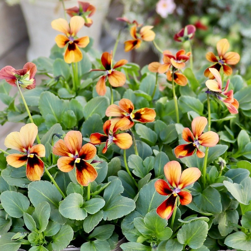 12_000000000231.jpg?1764249910