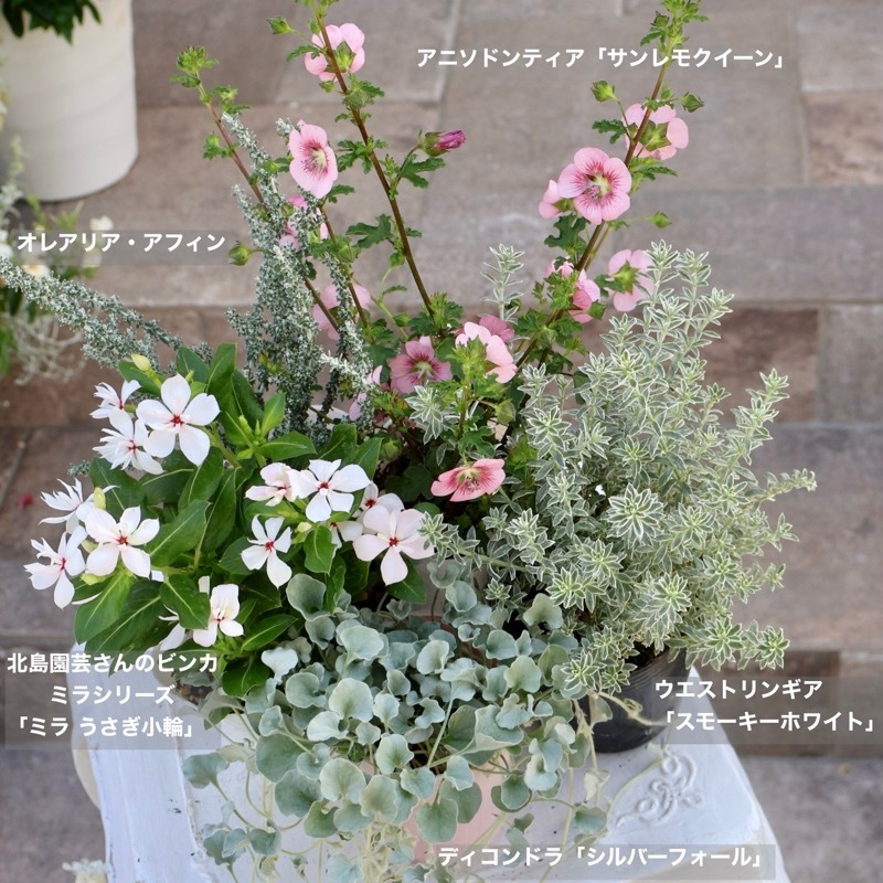 八重咲き☆北島園芸さんのビンカ(日々草)ミラシリーズ「ミラ うさぎ小
