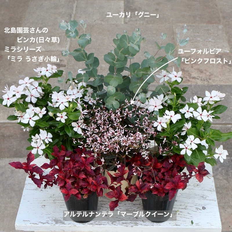 八重咲き☆北島園芸さんのビンカ(日々草)ミラシリーズ「ミラ うさぎ小