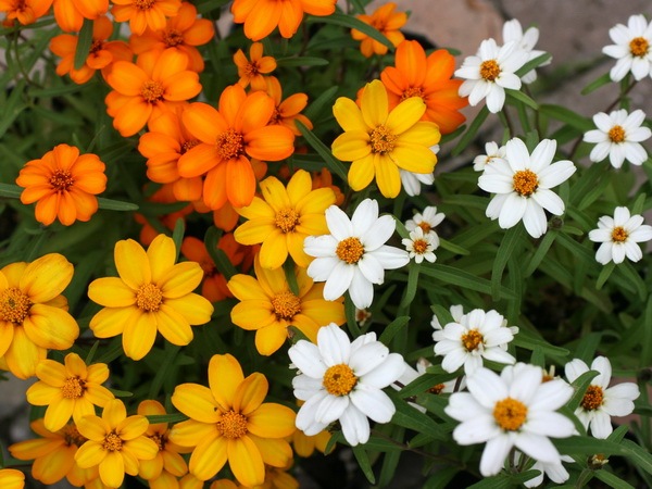 ジニア リネアリス イエロー ジニア リネアリス イエロー