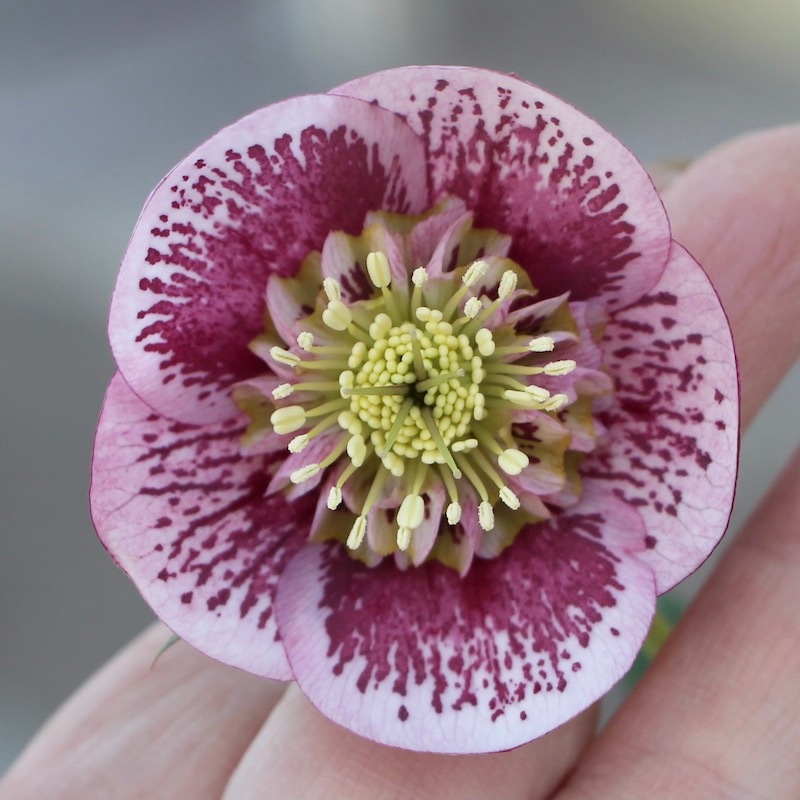 現品1点限り!!【6号スリット鉢】☆クリスマスローズ・アネモネ咲き