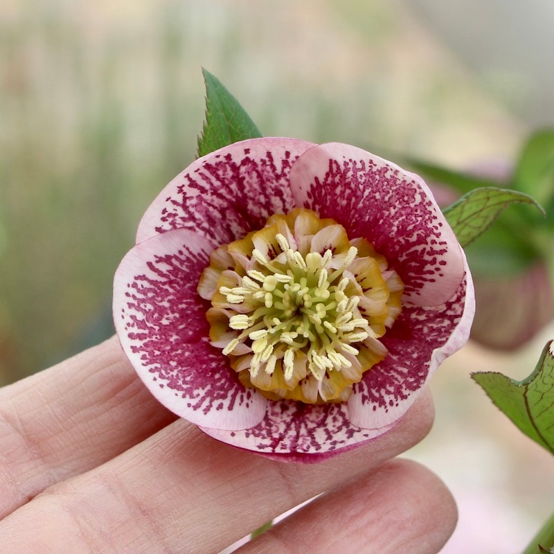 クリスマスローズ6鉢 【公式通販】 クリスマスローズ苗 クリスマス