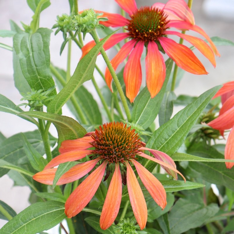画像と同等品☆夏から秋咲き多年草☆エキナセア☆4番(3.5号ロングポット) 画像と同等品☆夏から秋咲き多年草☆エキナセア☆4番(3.5号ロングポット)
