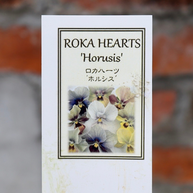 画像の現品1点限り!! ロカハーツ「ホルシス」＜5番＞